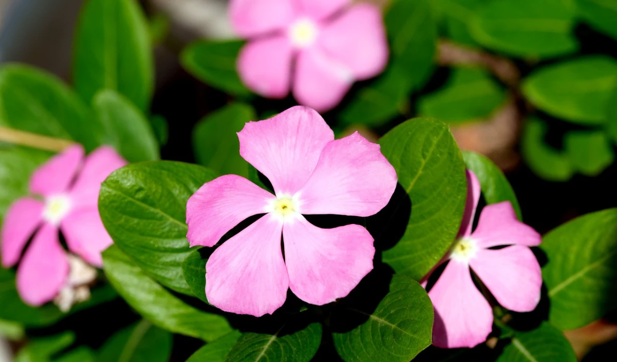 Catharanthus roseus