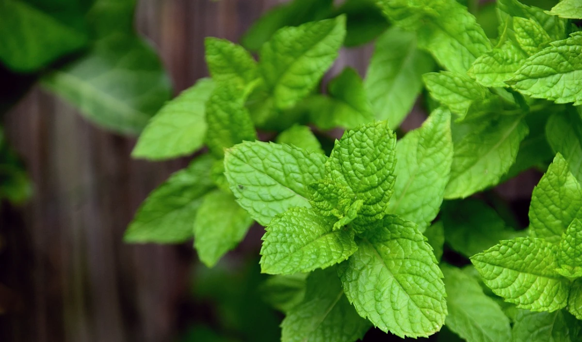 mint leaves