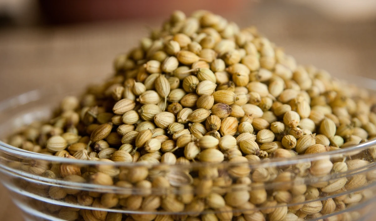 coriander 