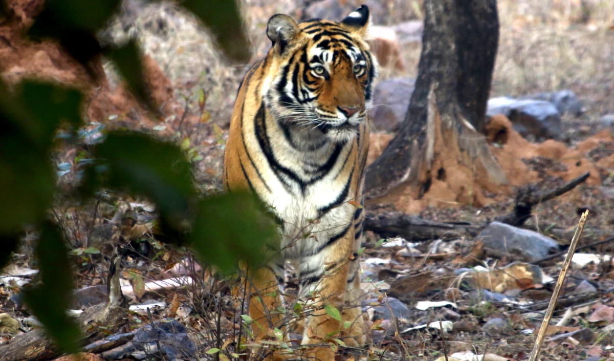 Ranthambore