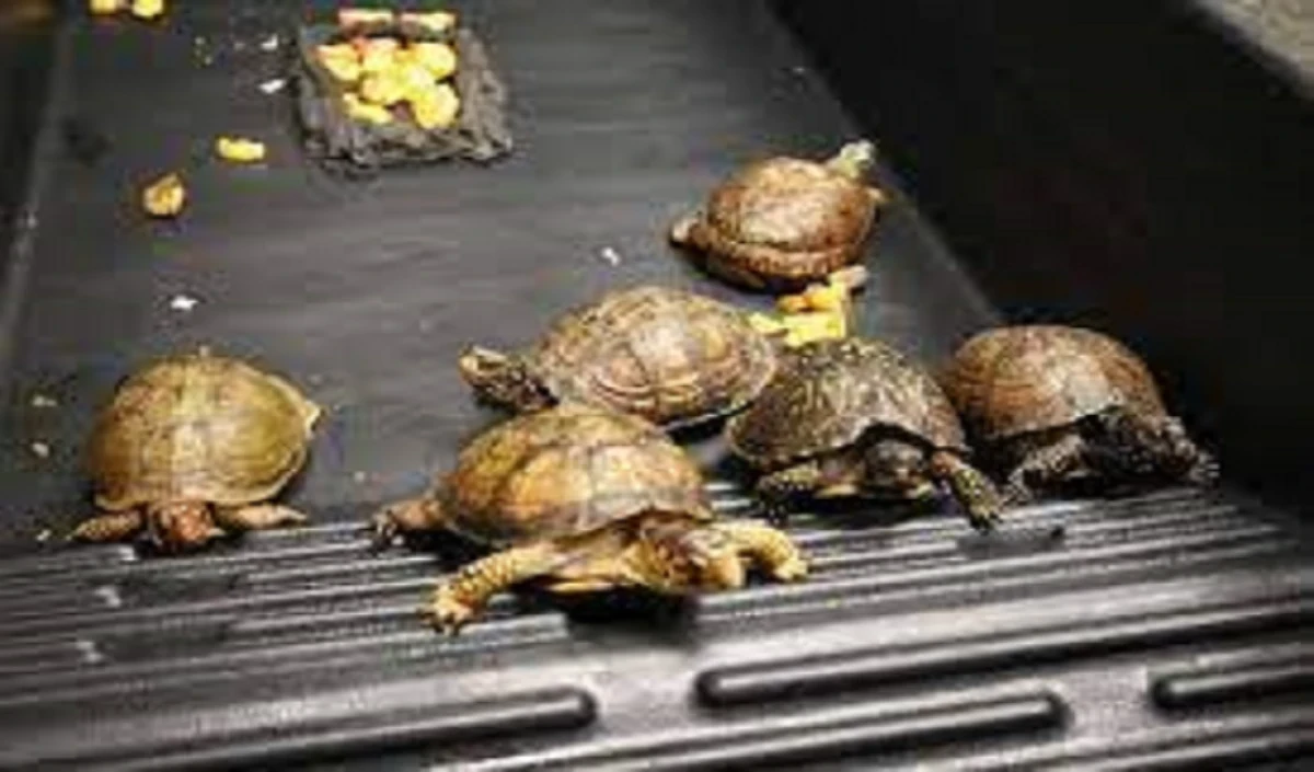 turtles 