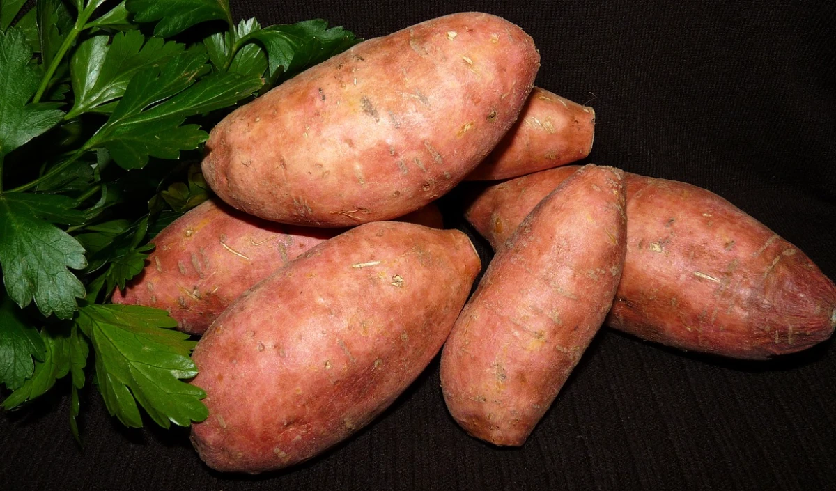 Sweet potato 