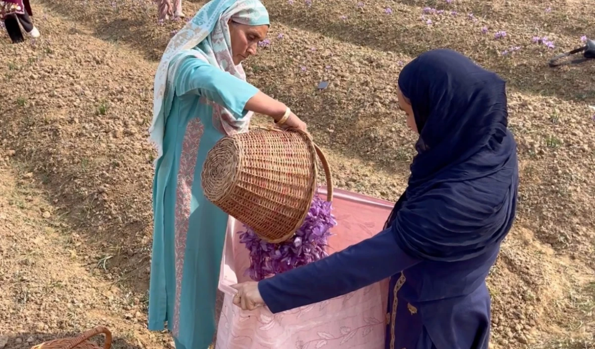 Saffron harvesting