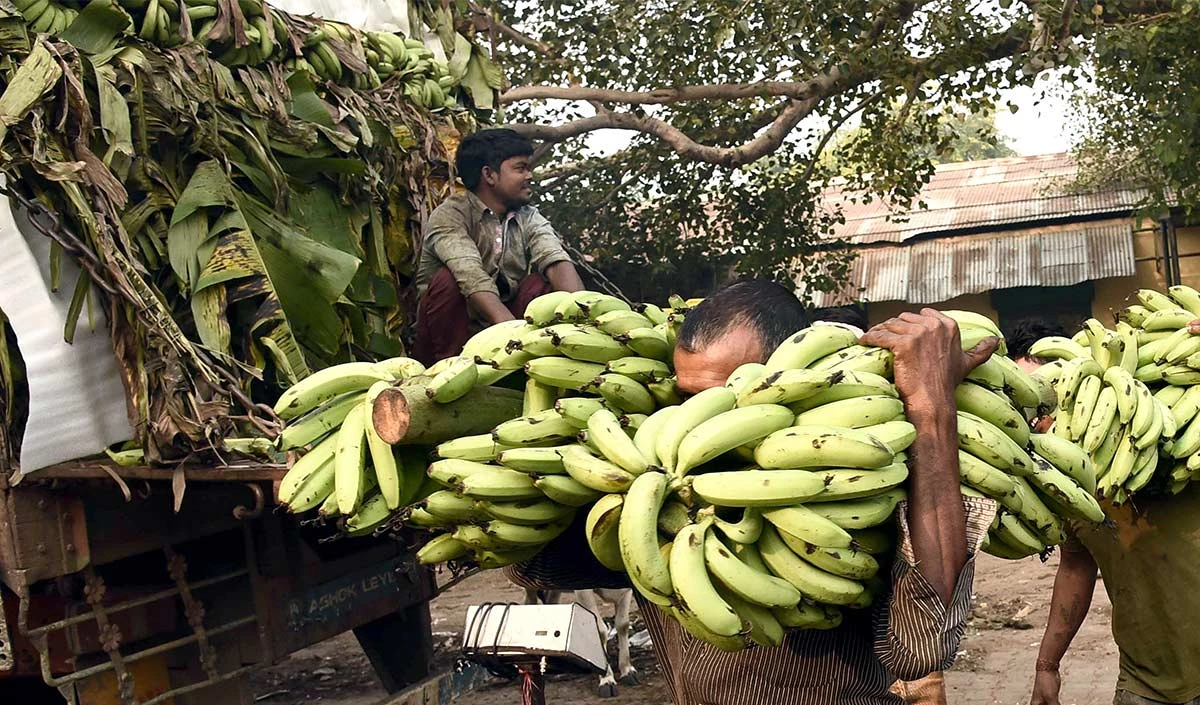 Banana Production