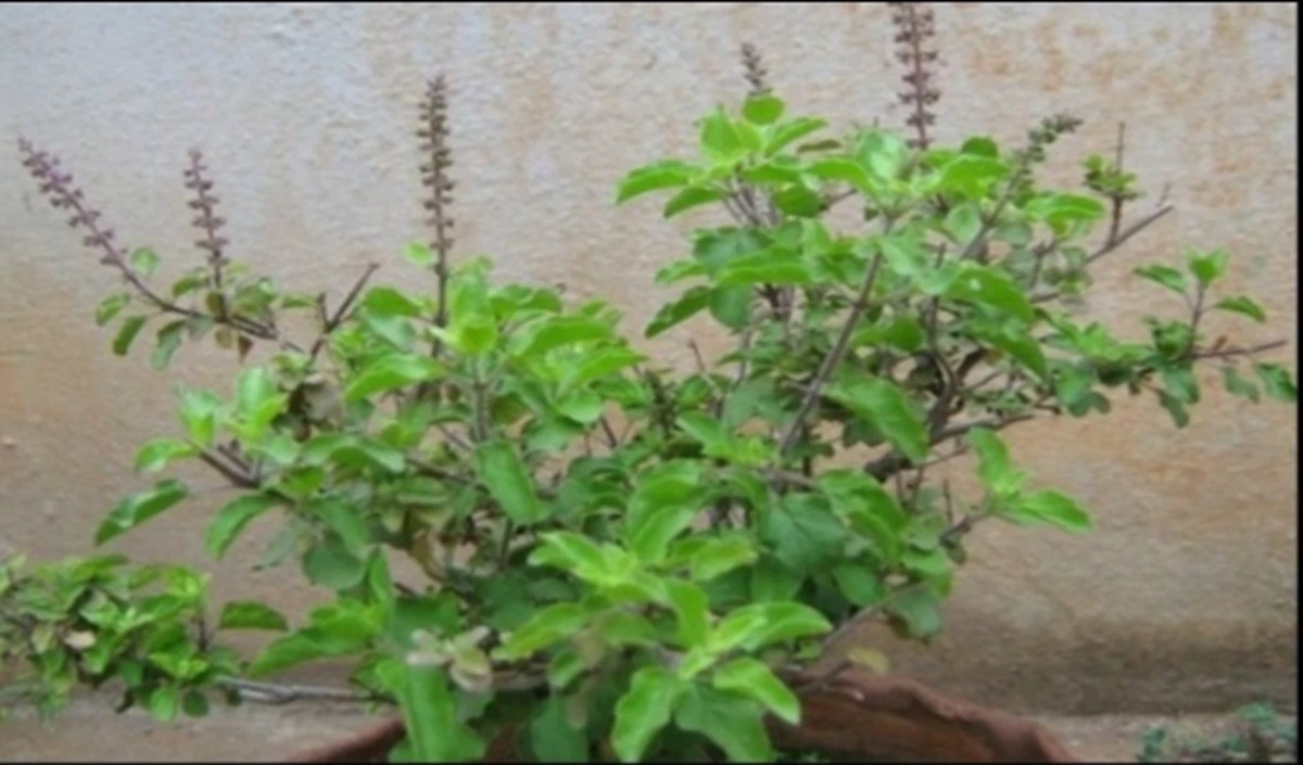 Tulsi Vastu Tips