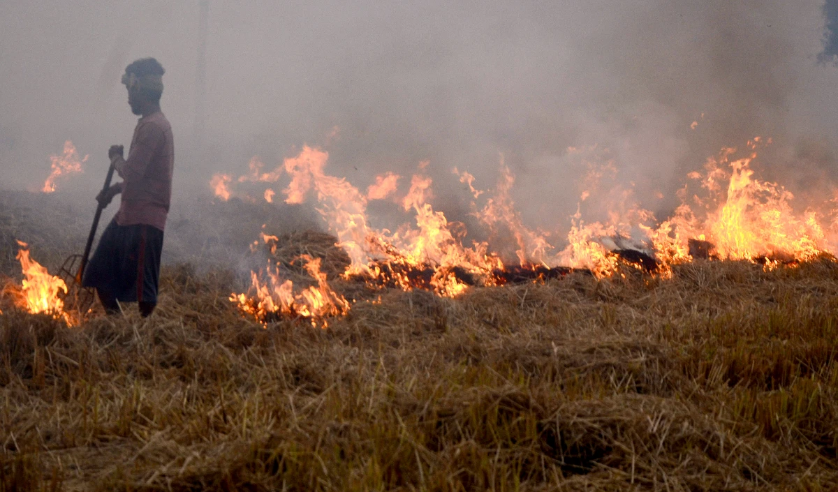 stubble burning