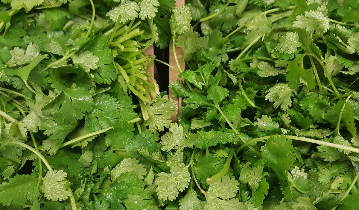 Coriander leaves 