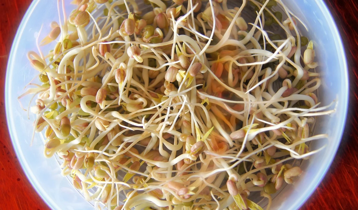 sprouts 