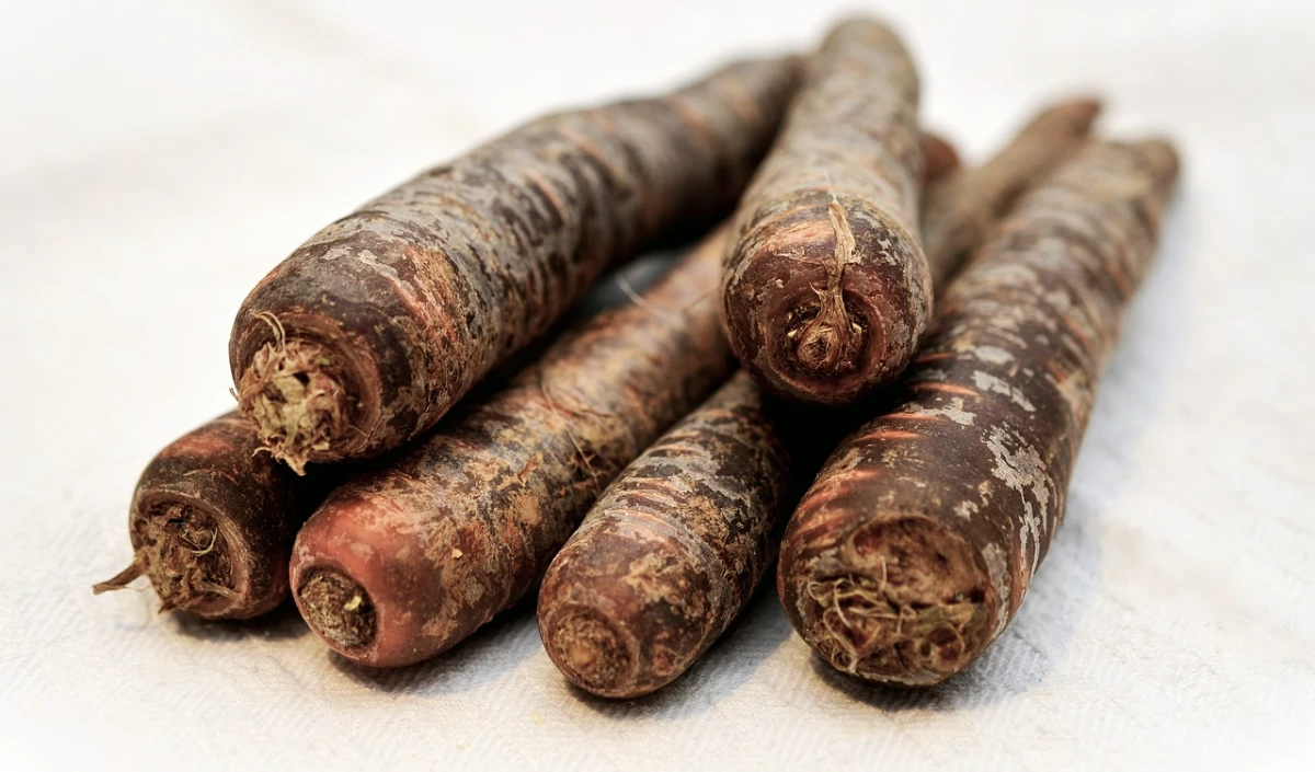 Black Carrot in Winter