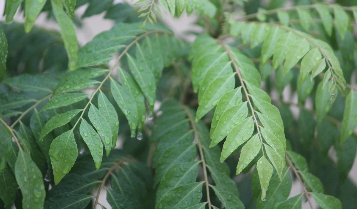  curry leaves 