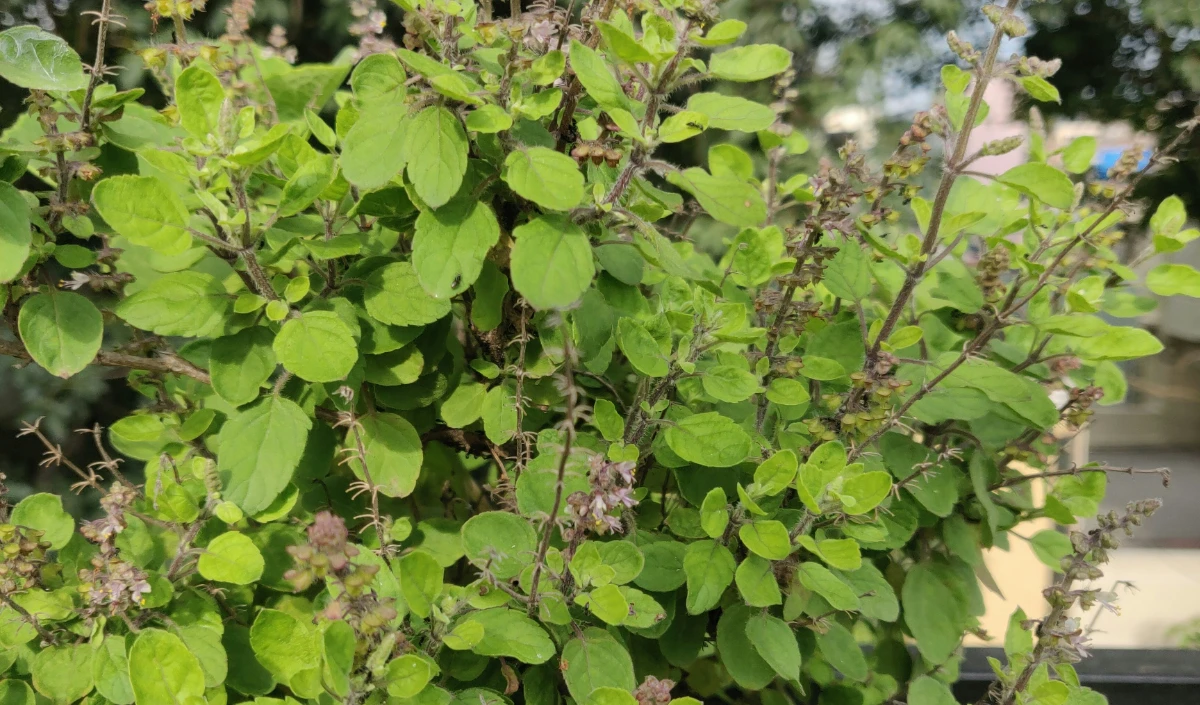 Tulsi Pujan Diwas 2024