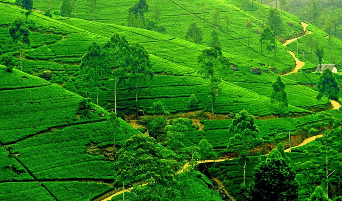 Tea City Of India