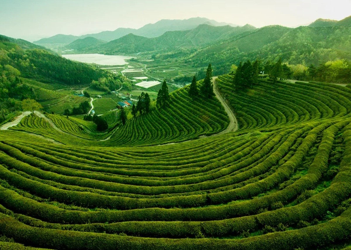 Tea City of India: चाय के साथ होती है दिन की शुरूआत तो इस शहर में लें चुस्कियां, स्वर्ग है ये जगह