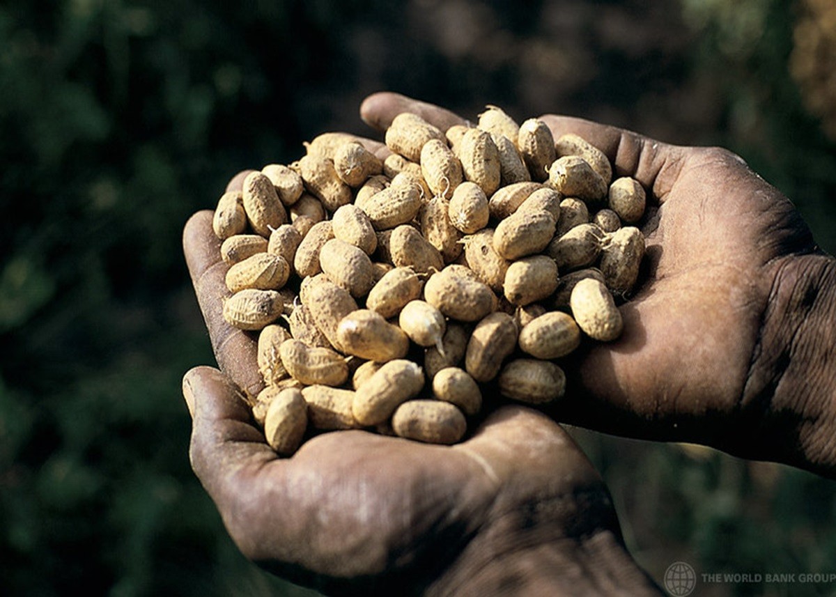 Benefits Of Peanuts: कमजोर शरीर में जान भर देगा 'सस्ता बादाम', हड्डियों की मजबूती के साथ वेट लॉस में भी फायदेमंद