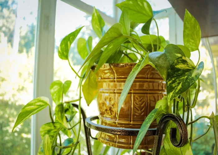 Money Plant Tips: मनी प्लांट लगाने से पहले मिट्टी में मिला दीजिए ये चीजें, आर्थिक स्थिति में तेजी से होगा सुधार