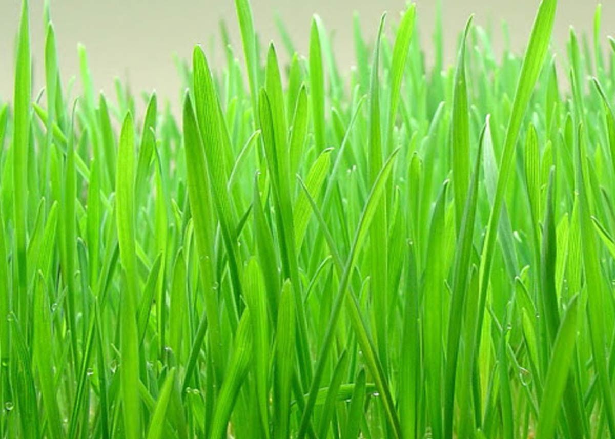 Barley Grass Juice: पोषक तत्वों से भरपूर है जौ घास का रस, जानें इसके फायदे