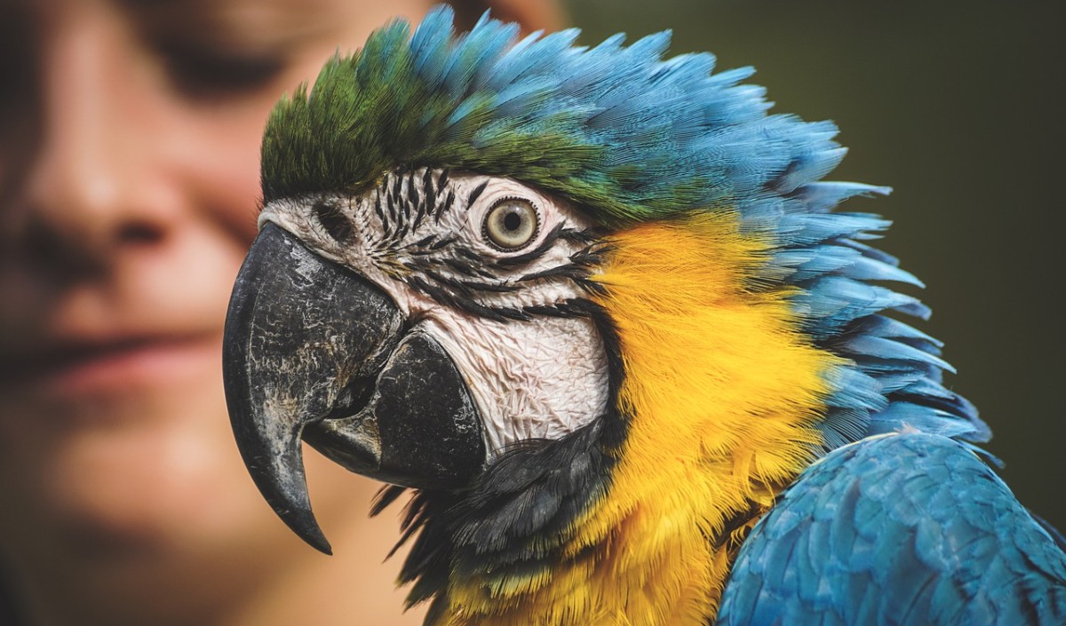 Explained Parrot Fever 