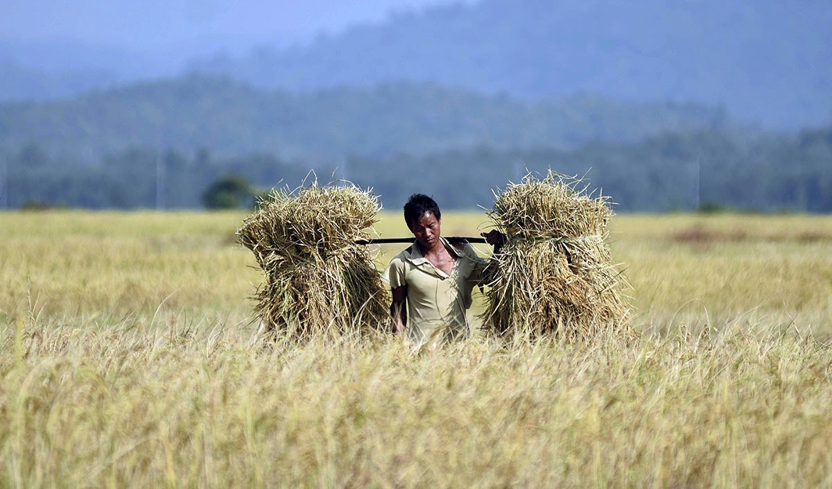 farmer farmer