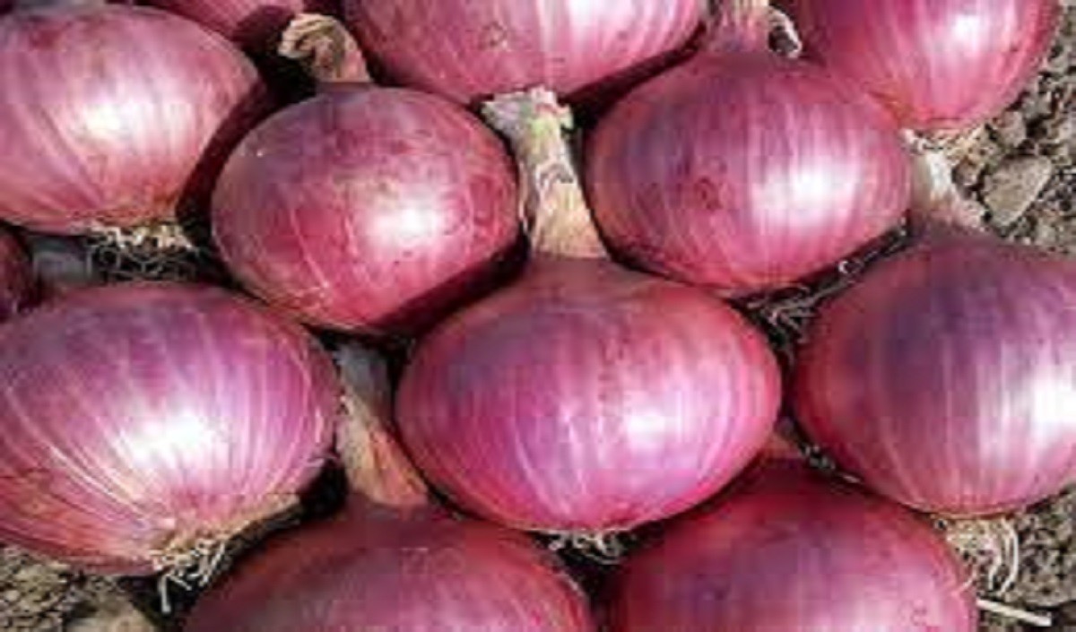 onion export