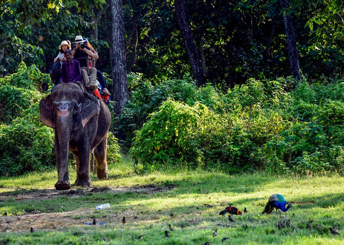 Jungle Safari: जानवरों से करनी है यारी तो उठाएं जंगल सफारी का लुत्फ, ये हैं  देश के सबसे फेमस नेशनल पार्क
