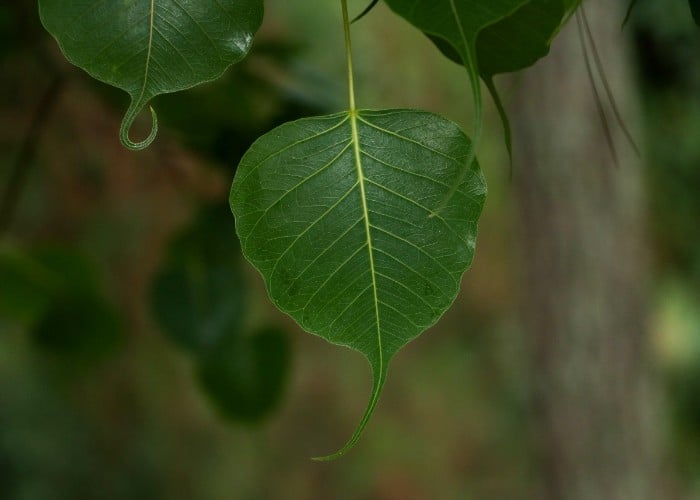 Peepal ke Upay: कर्ज और बीमारी से छुटकारा पाने के लिए करें पीपल के पत्ते से जुड़ा उपाय, दूर होगी हर समस्या