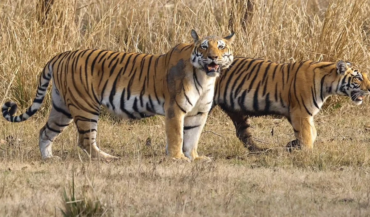 Pench Tiger Reserve Pench Tiger Reserve