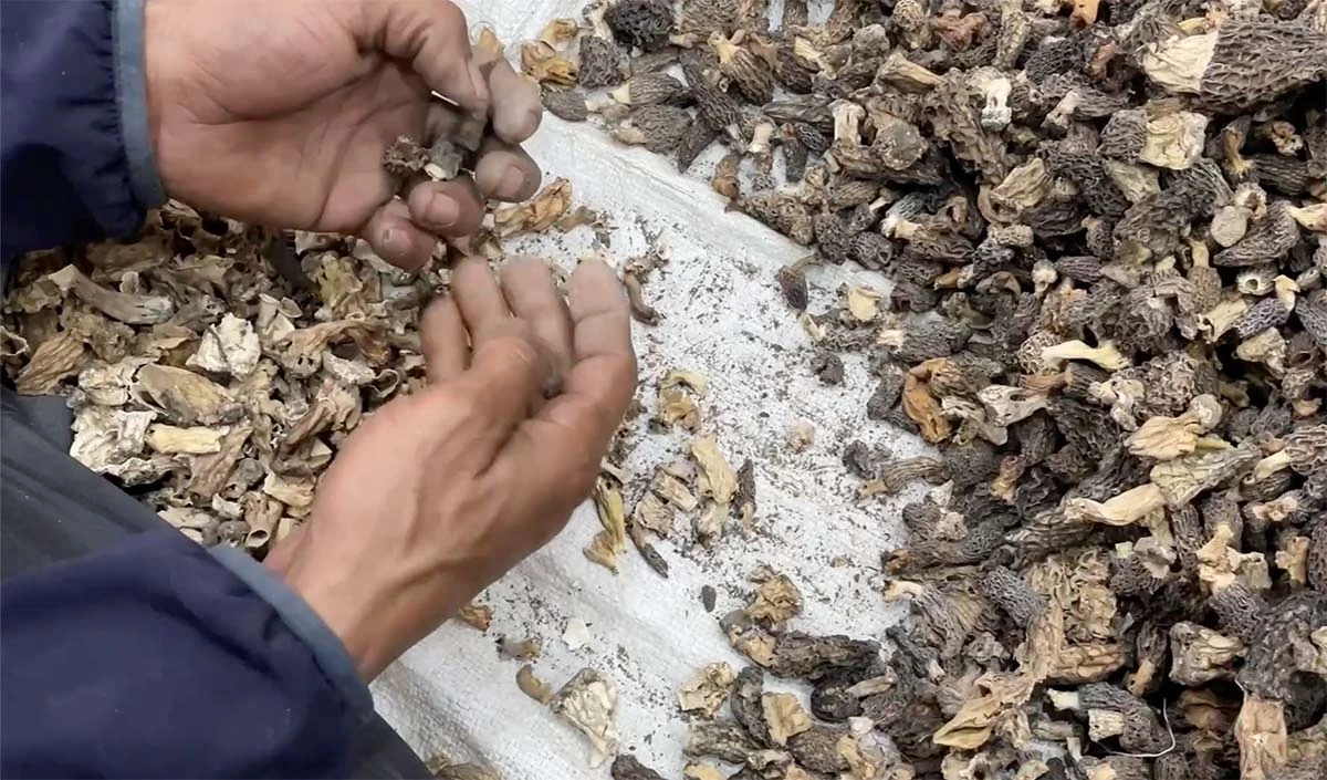 Kashmiri Gucchi mushroom