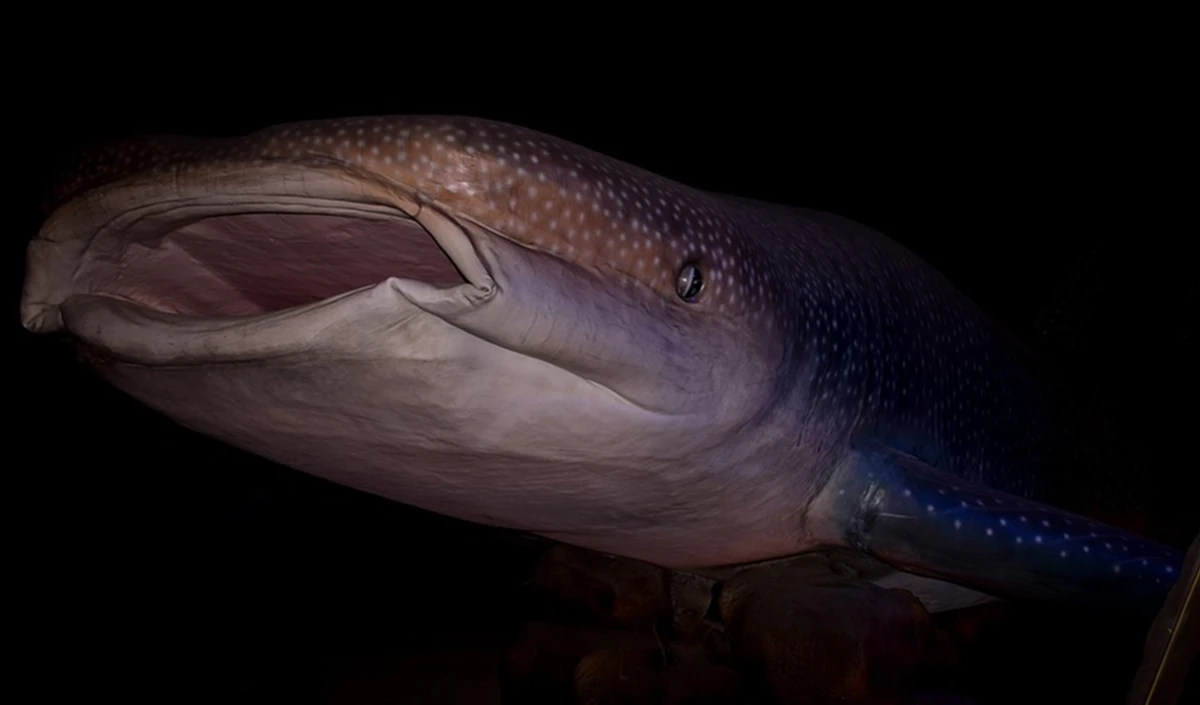 whale shark