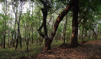 World Environment Day: पर्यावरण के प्रति जागरूकता क्यों नहीं?