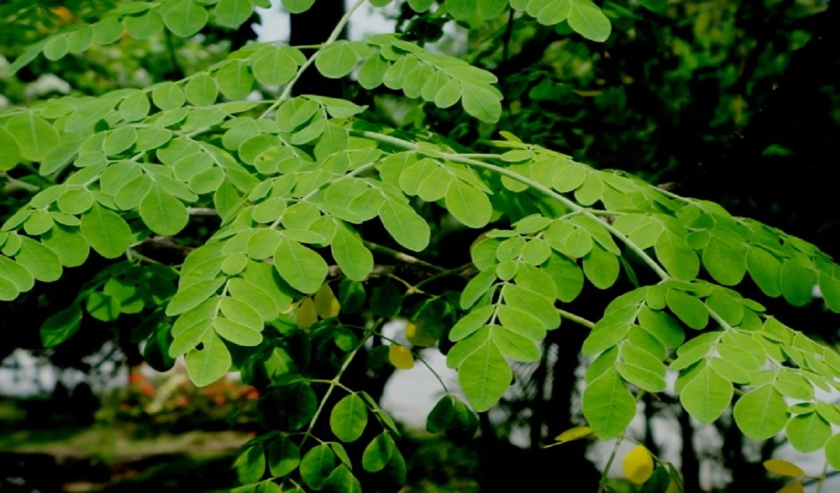  Moringa leaves