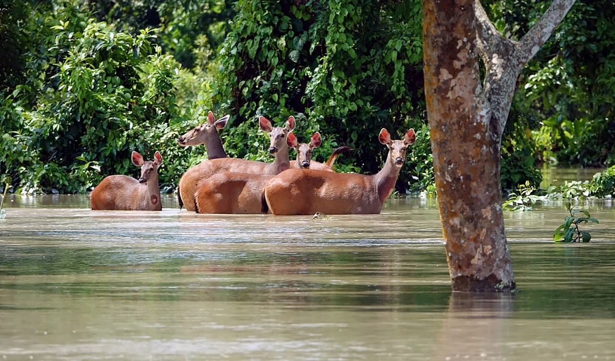 Kaziranga National Park flood