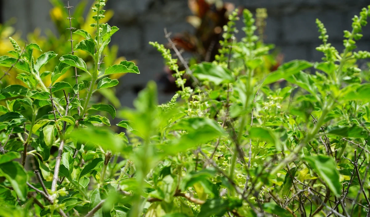 Benefits of Tulsi Leaves