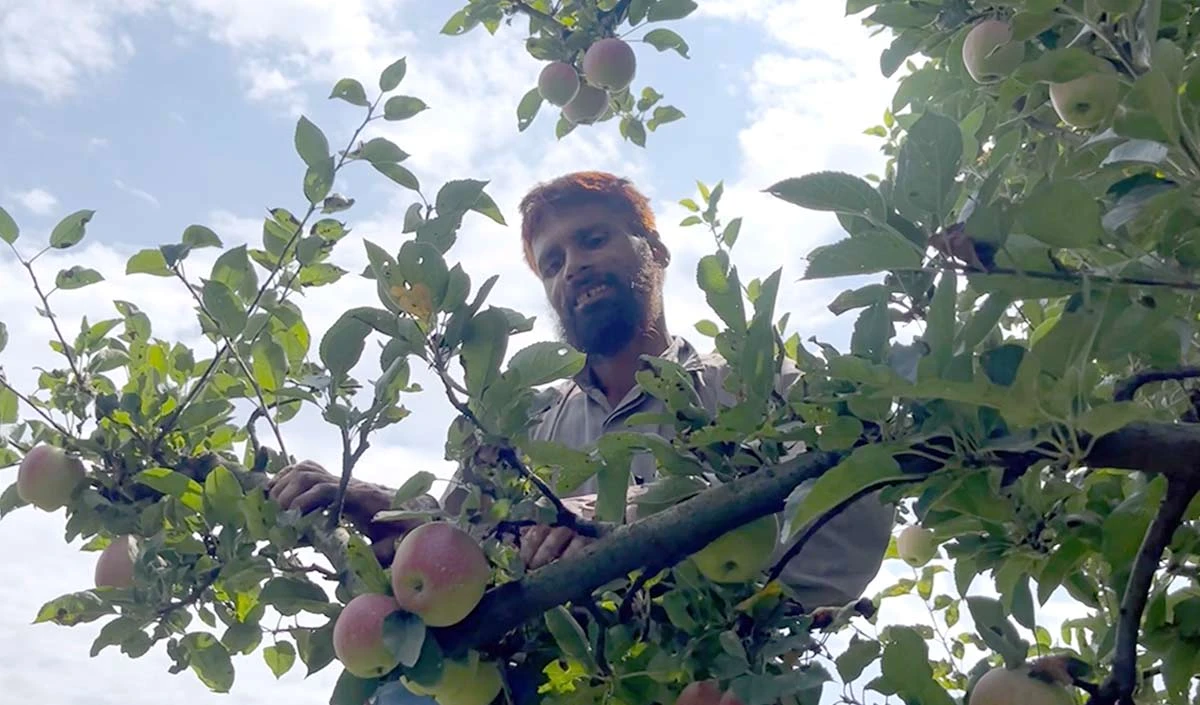 kashmiri apple