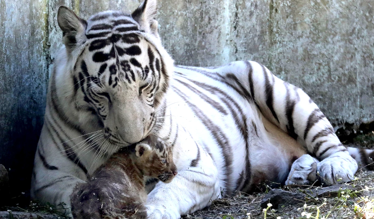 white tigress riddhi dies in van vihar national park bhopal - Prabhasakshi  latest news in hindi