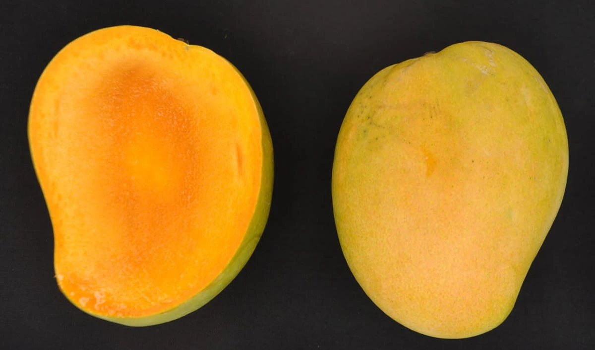 Mango Varieties