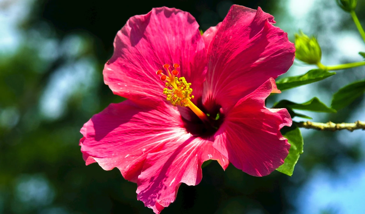  hibiscus flowers face pack