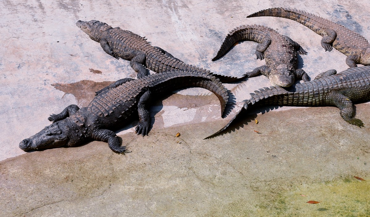 Crocodile Crocodile