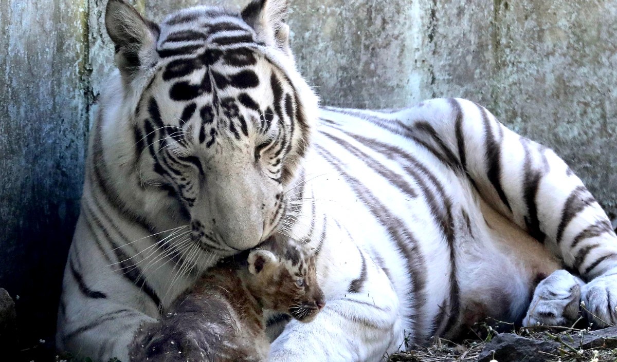 Tiger cub Tiger cub
