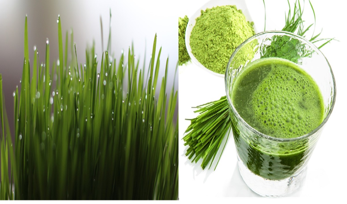 Wheatgrass Juice Wheatgrass Juice