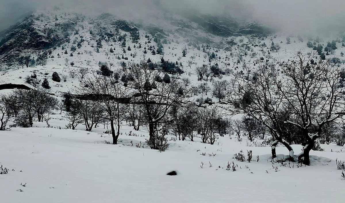 kashmir