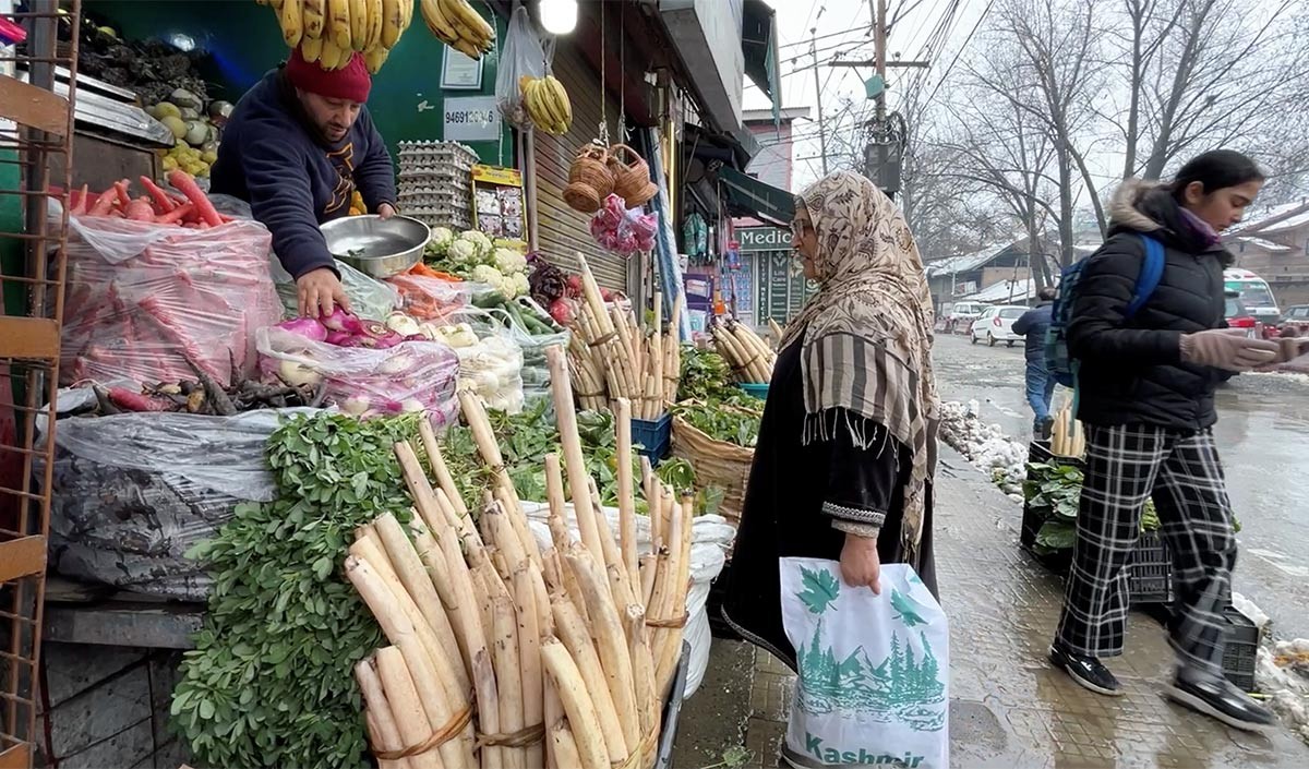 Kashmir Lotus Stem