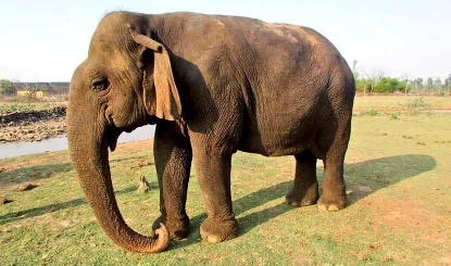 इंसानों की लालची प्रवृत्ति का शिकार बन रहे हैं गजराज