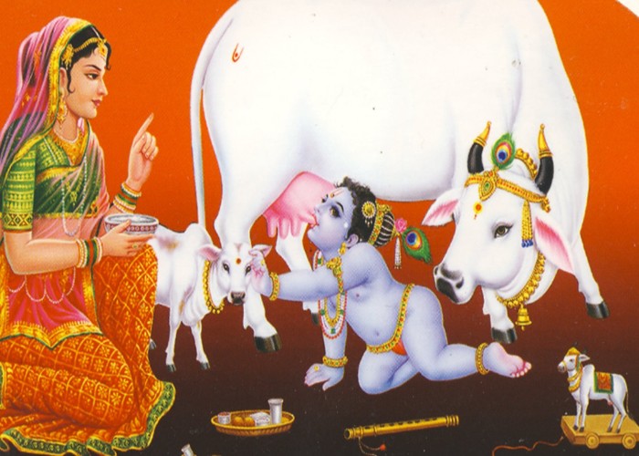 Gopashtami 2025: गोपाष्टमी पर गौ सेवा से खुलेंगे भाग्य के द्वार, जानें मनोकामना पूर्ति के सरल उपाय