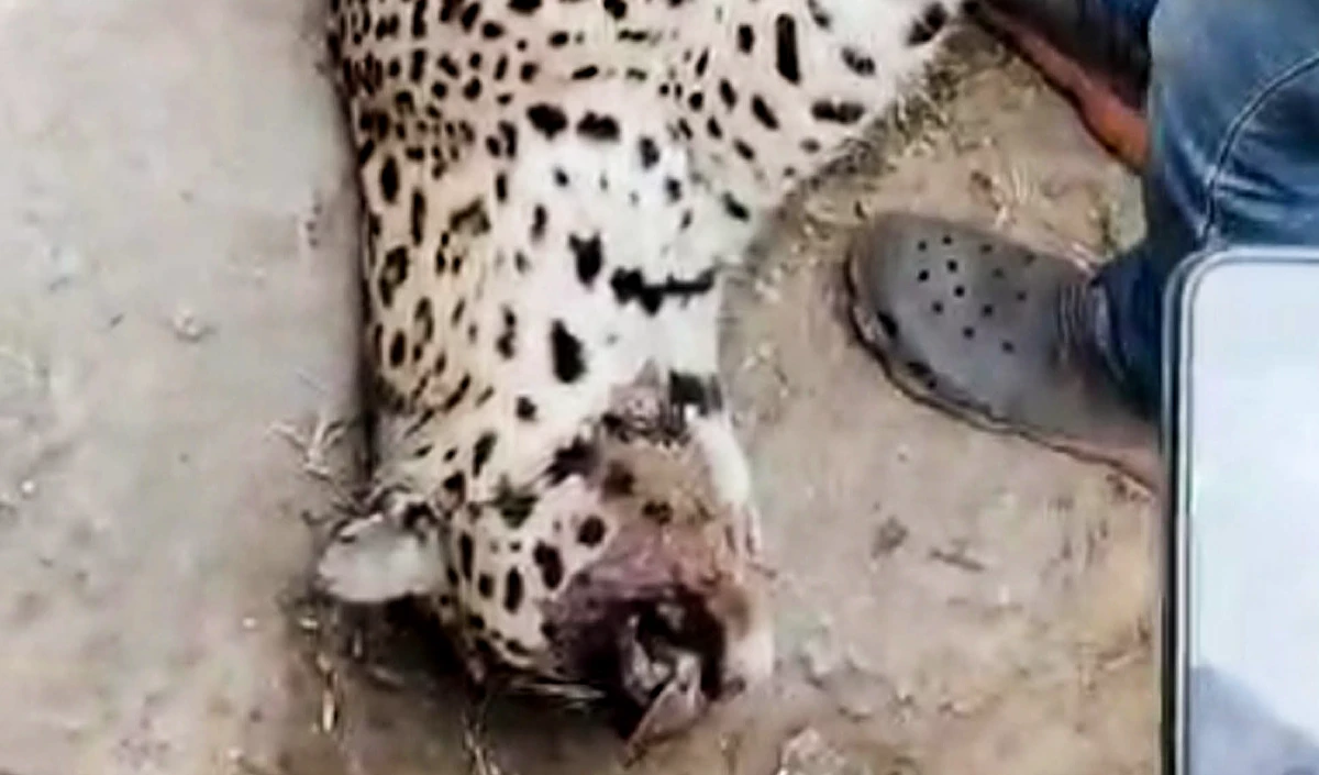 leopard attack leopard attack