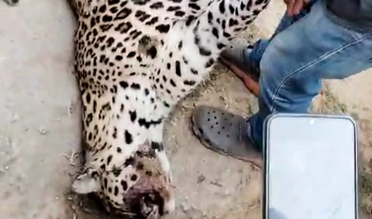 leopard leopard