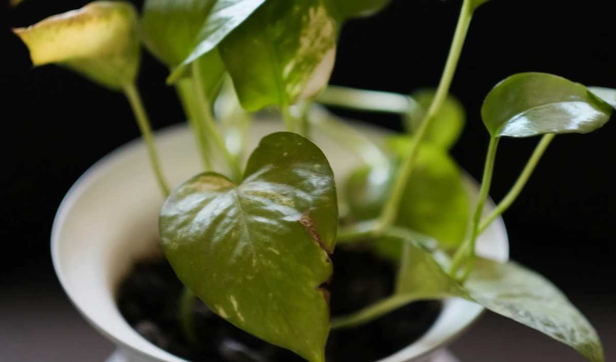 money plant money plant