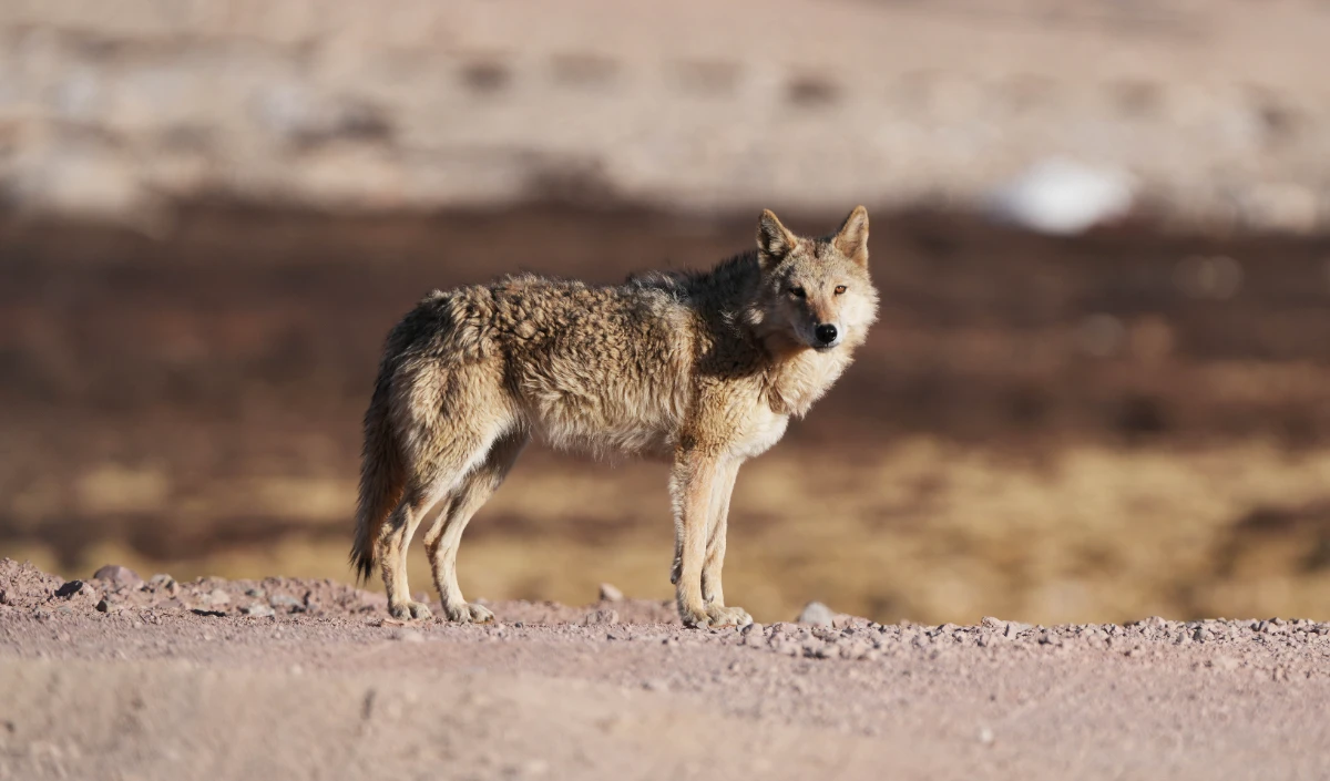 बहराइच: वन विभाग के ‘शूटर’ ने आतंक मचाने वाली मादा भेड़िया को मार गिराया