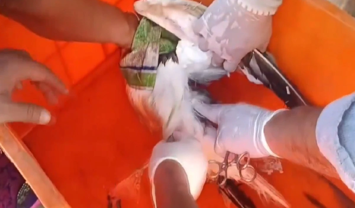 Karwar में नेवल बेस पर जासूसी! INS कदंबा के पास चाइनीज GPS ट्रैकर से लैस पक्षी मिला