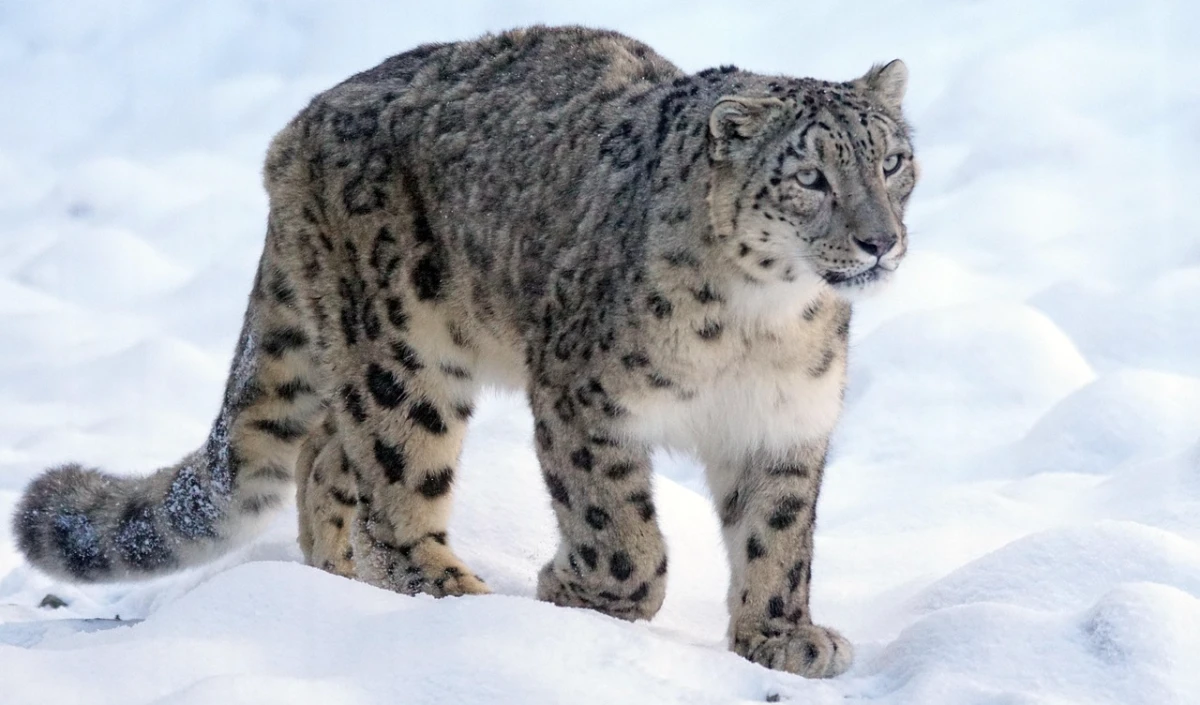 Snow leopard Snow leopard