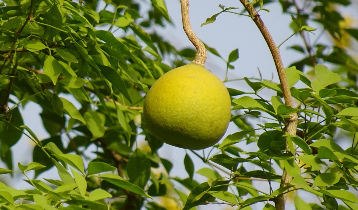 Mahashivratri 2025 Mahashivratri 2025